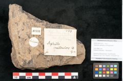 Foto (Objekt + Etikett) von Asplenites waikawicus Ettingshausen (NHMW-GEO-2024-0188-10333)